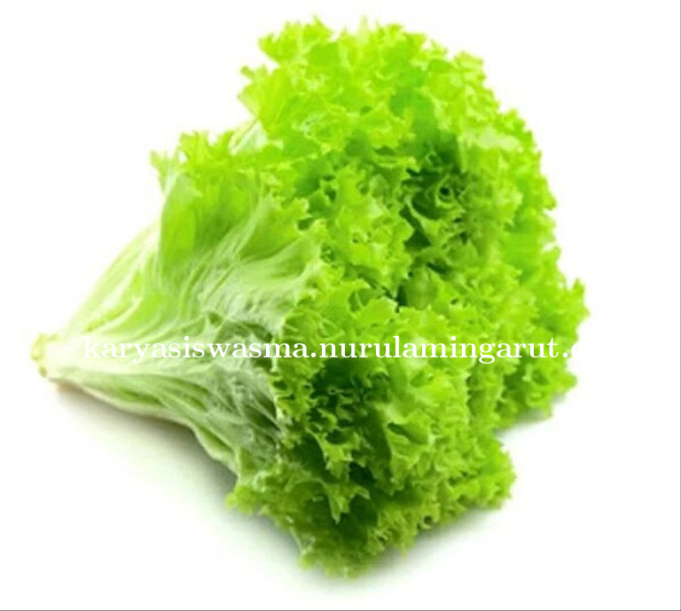 Selada Mentah: Bahaya dan Cara Aman Menikmati Sayuran Segar